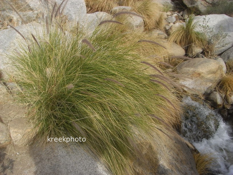 Pennisetum setaceum