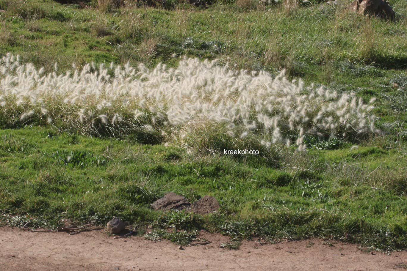 Pennisetum villosum