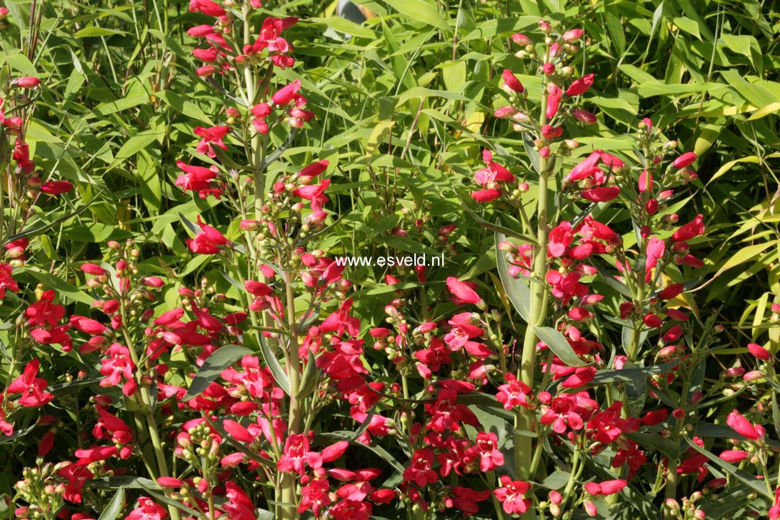 Penstemon 'Red Riding Hood'