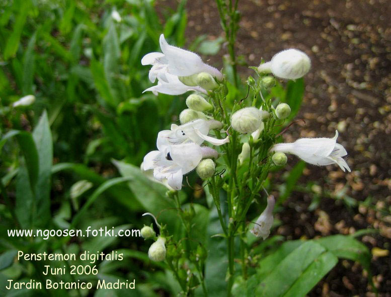Penstemon digitalis