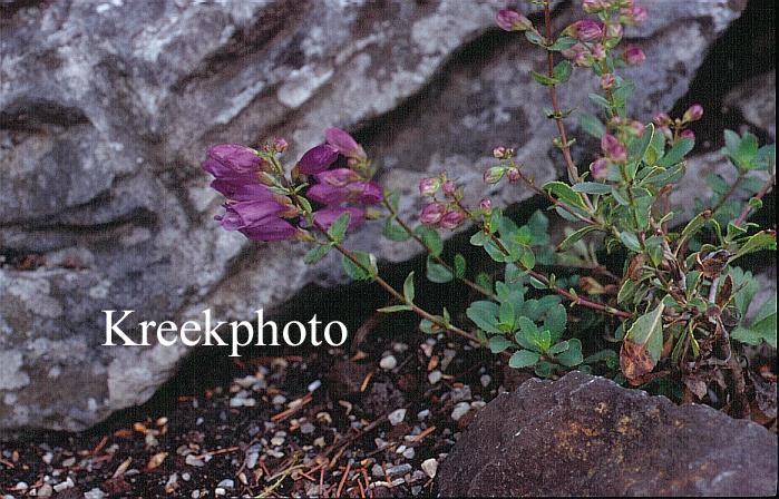 Penstemon newberryi