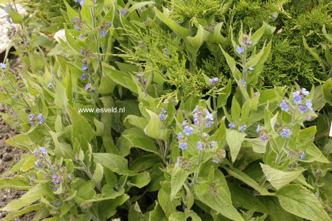 Pentaglottis sempervirens