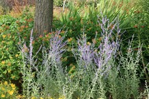Perovskia atriplicifolia 'Little Spire'