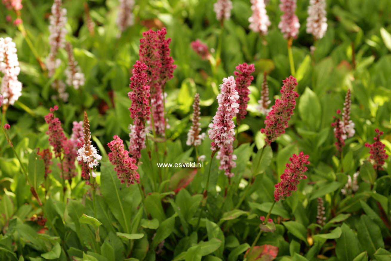 Persicaria affinis 'Kabouter'