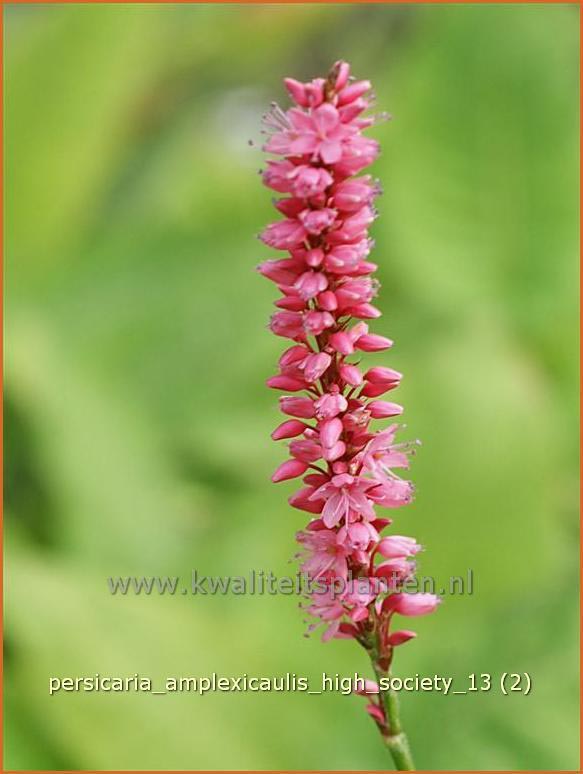 Persicaria amplexicaulis 'High Society' (C1261)