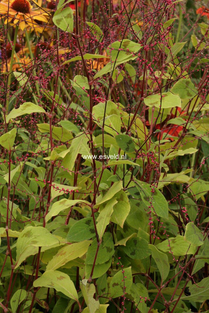 Persicaria virginiana var. filiformis