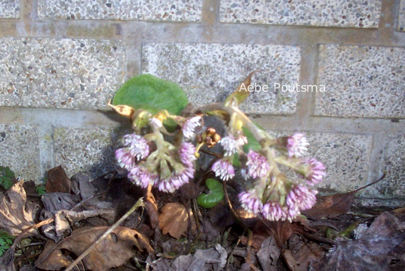 Petasites fragrans Petasites fragrans