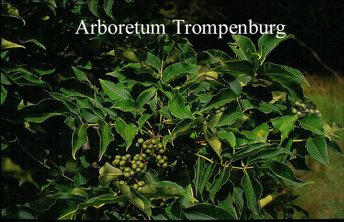 Phellodendron amurense