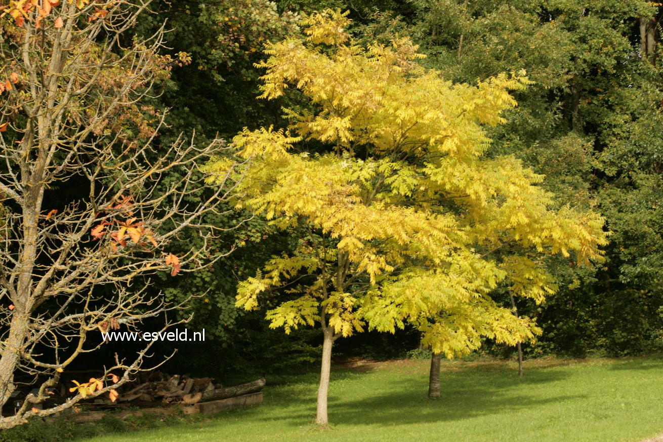 Phellodendron chinense