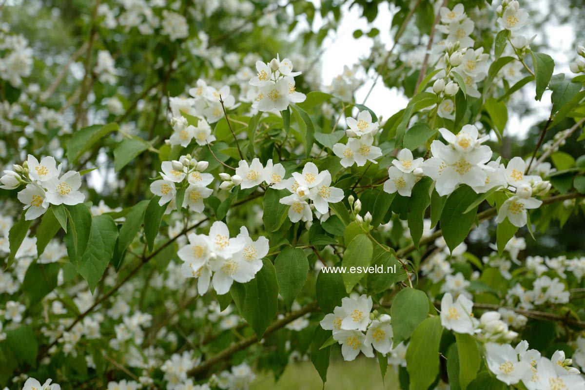 Philadelphus 'Avalanche'