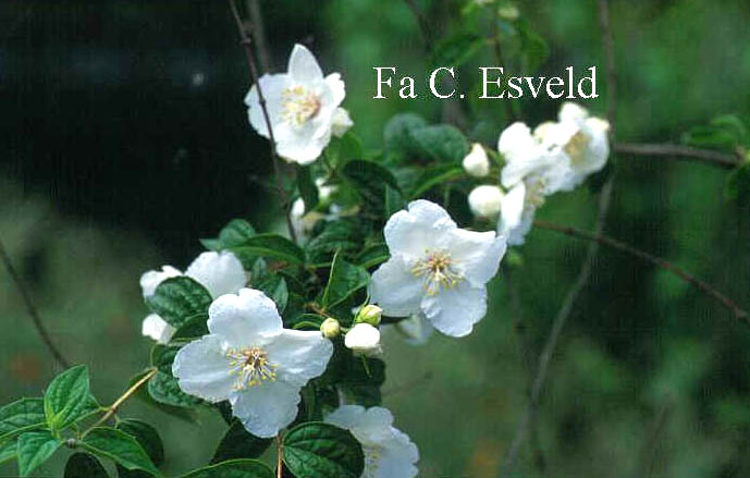 Philadelphus 'Beauclerk' Philadelphus 'Beauclerk'