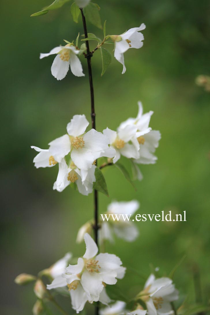 Philadelphus 'Erectus'