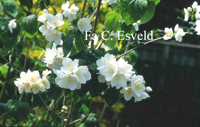 Philadelphus 'Hidden Blush'