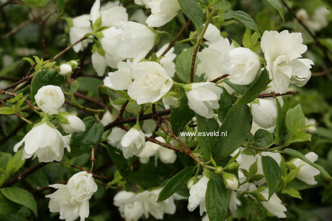 Philadelphus 'Manteau d'Hermine'
