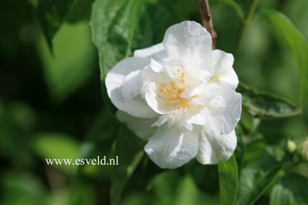 Philadelphus 'Polar Star' Philadelphus 'Polar Star'