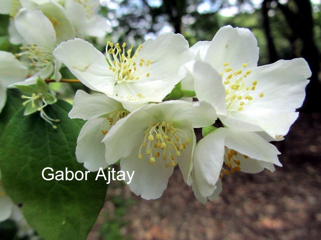 Philadelphus 'Silberregen'
