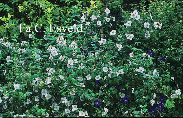 Philadelphus 'Sybille'