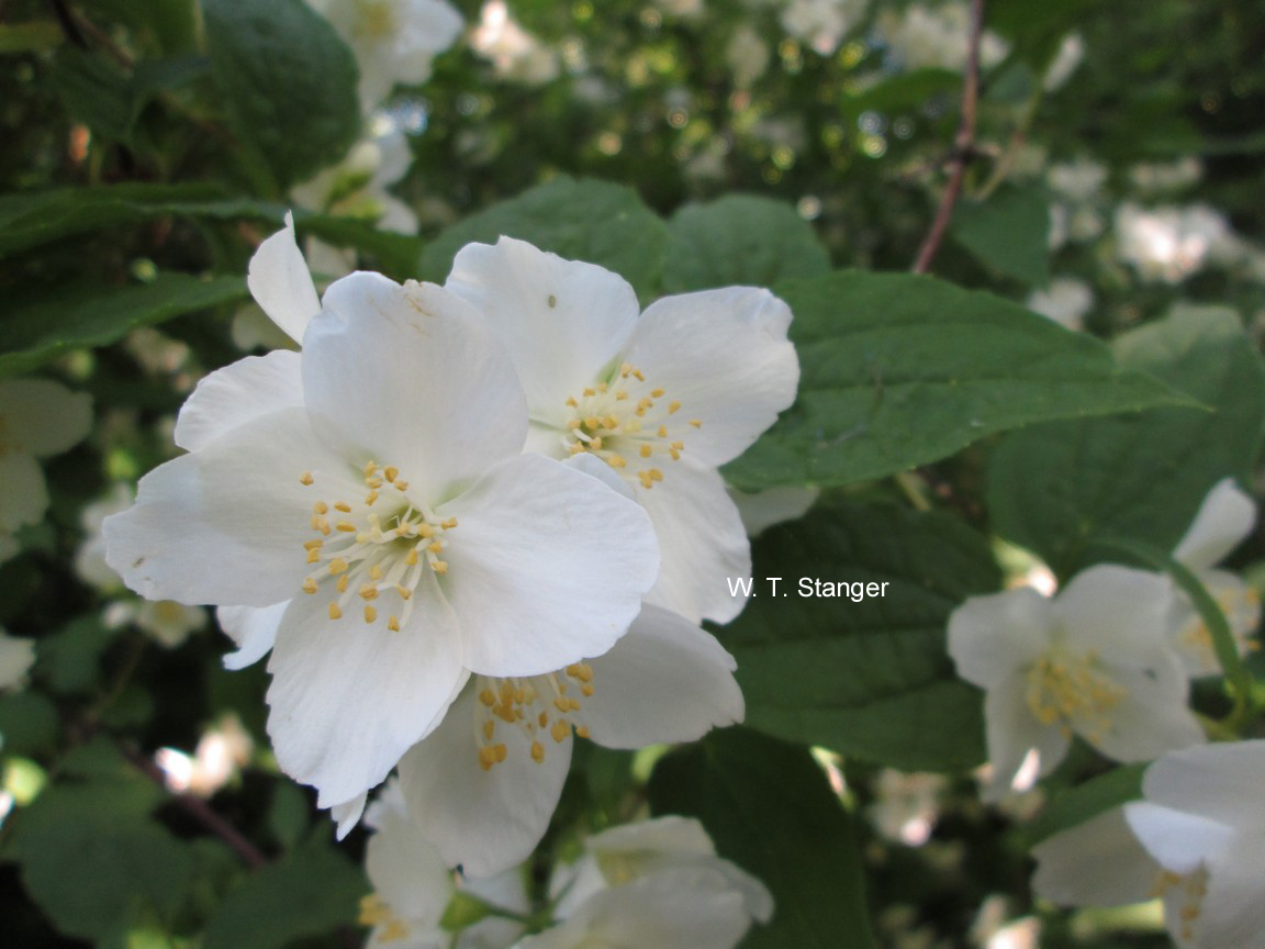 Philadelphus henryi (53677)