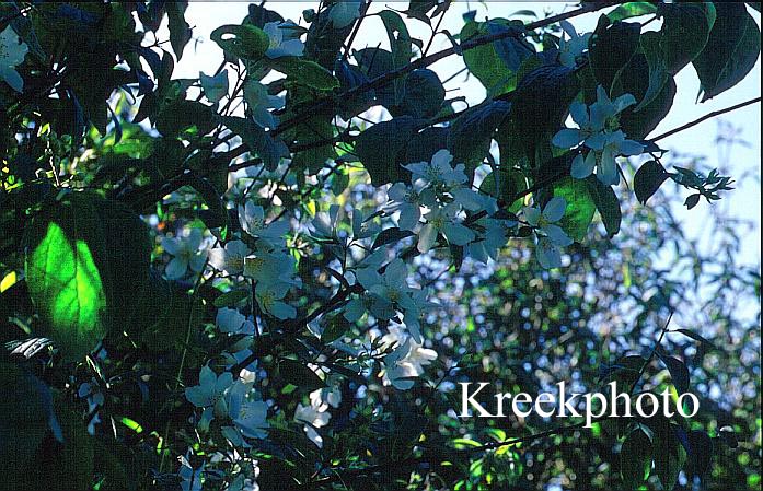 Philadelphus inodorus Philadelphus inodorus