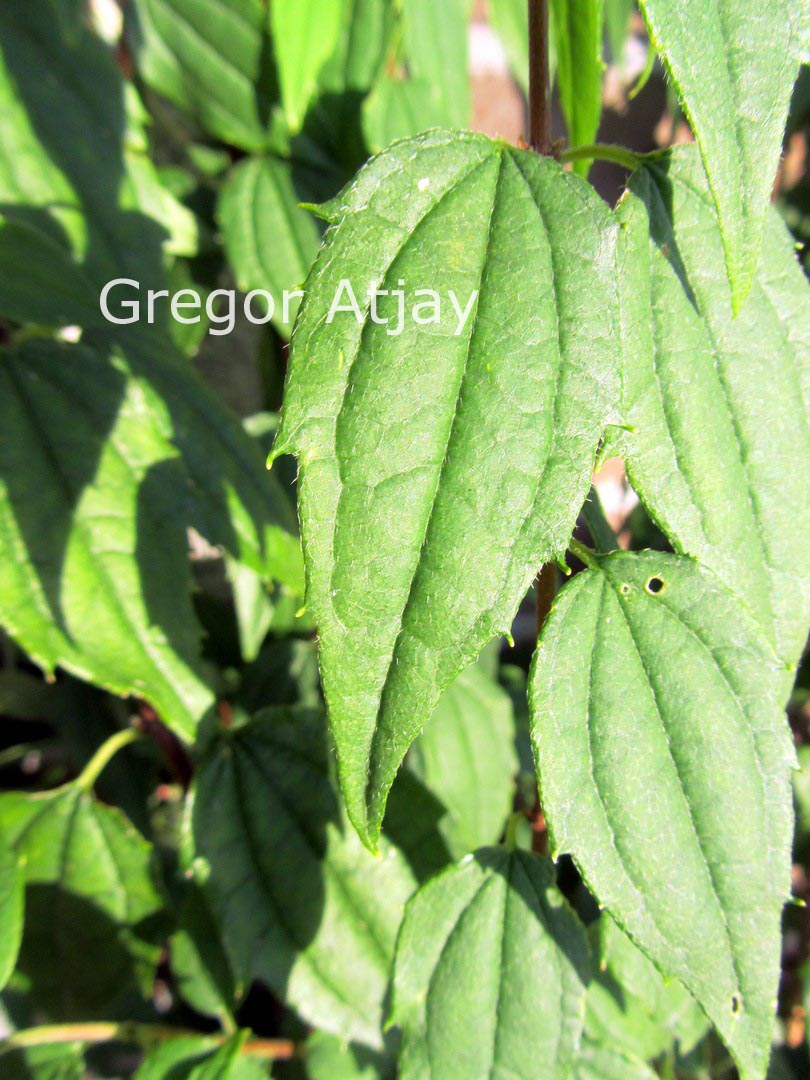 Philadelphus mexicanus