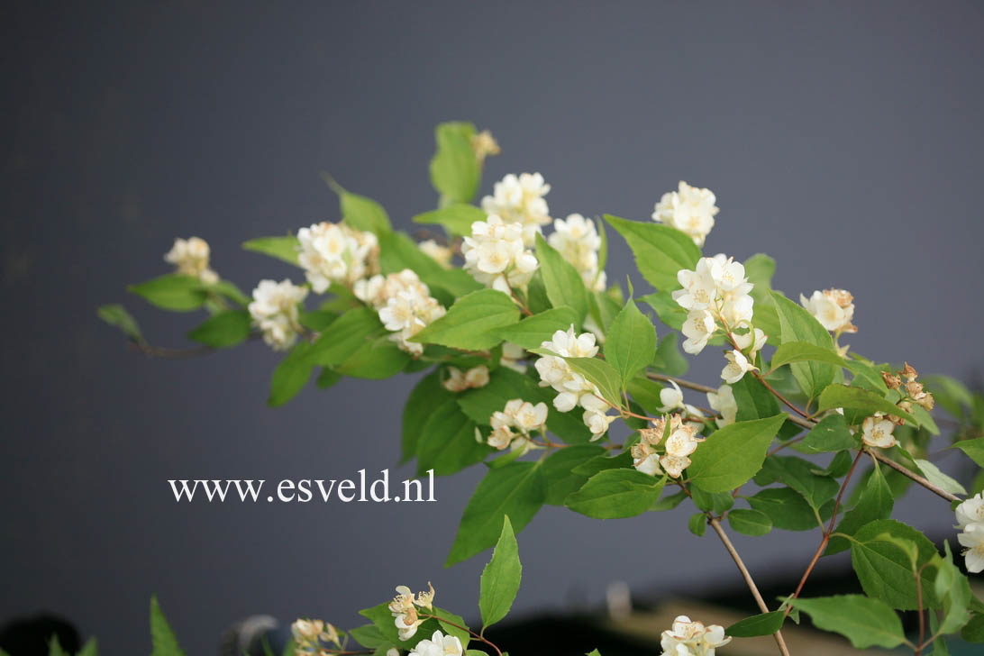Philadelphus pekinensis