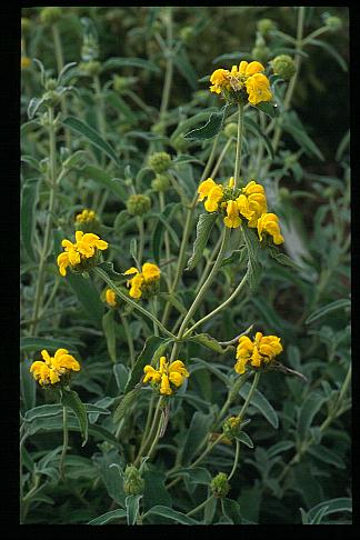 Phlomis chrysophylla