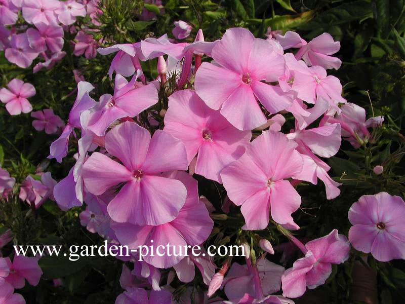 Phlox 'Balmoral'