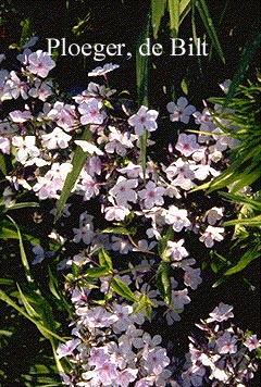 Phlox 'Hilda' (72376)