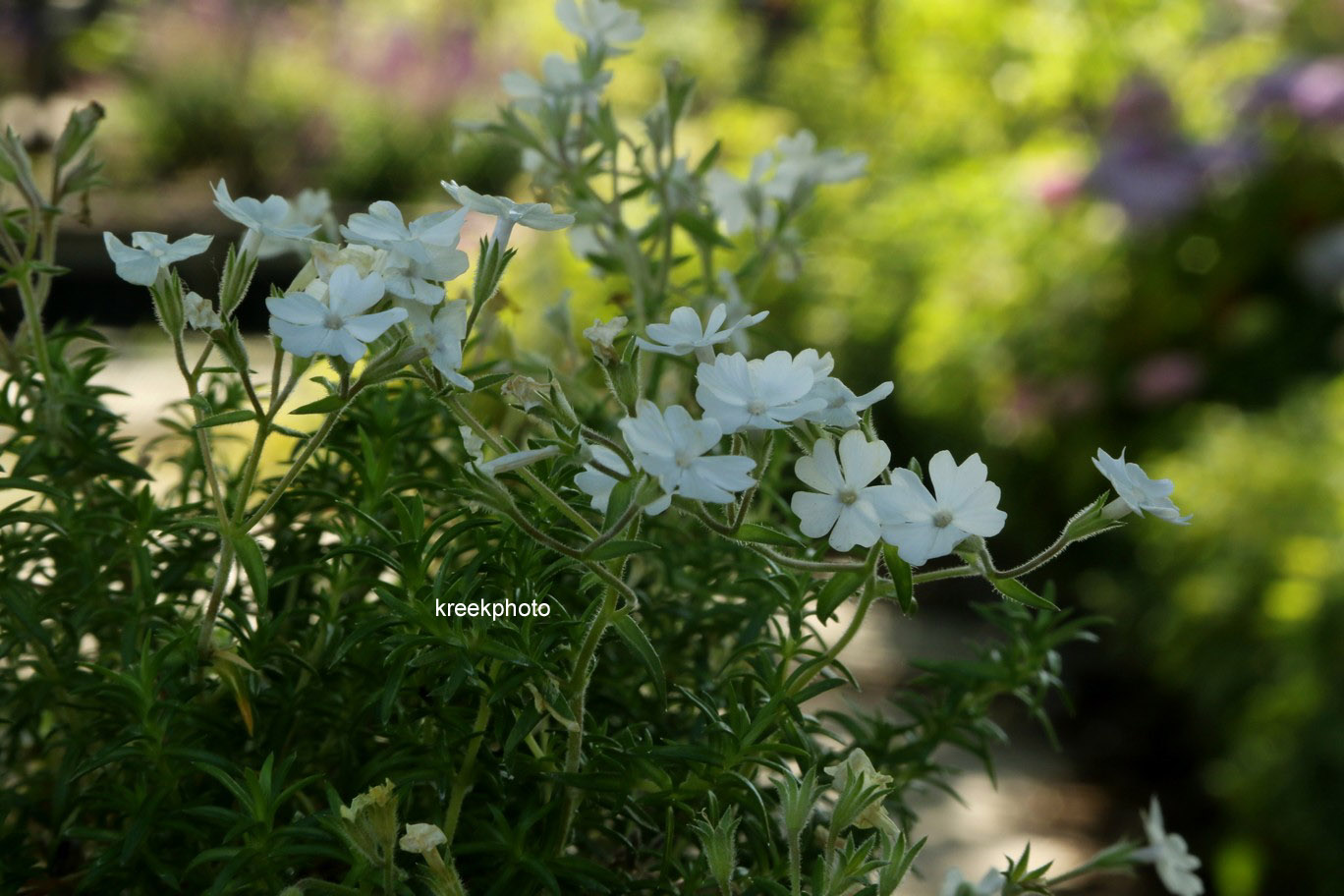 Phlox 'Iceberg'