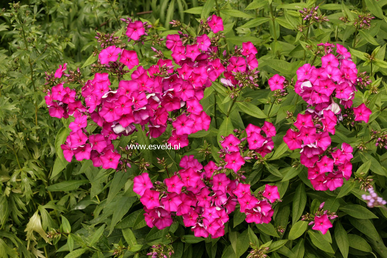 Phlox 'Iris'