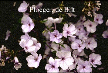 Phlox 'Lisbeth'