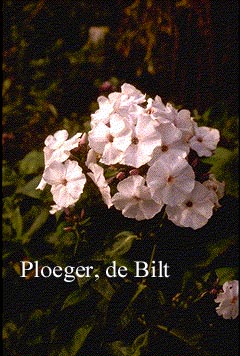 Phlox 'Schneerausch' Phlox 'Schneerausch'