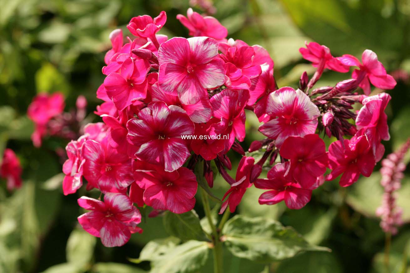Phlox 'Septemberglut'