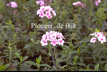 Phlox 'Suzanne' Phlox 'Suzanne'