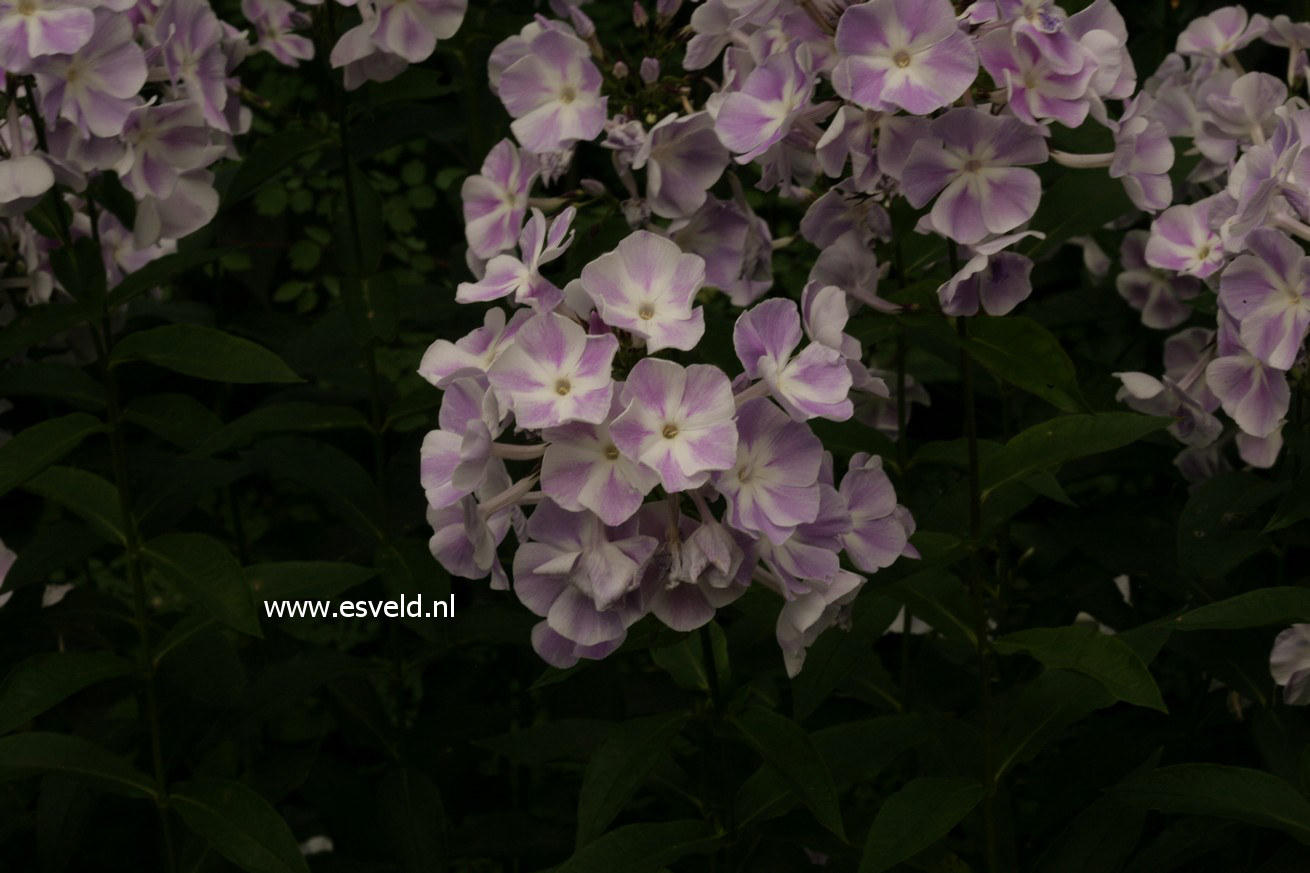 Phlox 'Violetta Gloriosa'