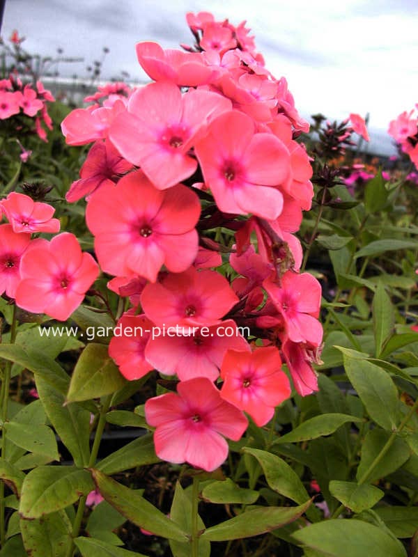 Phlox 'Windsor'