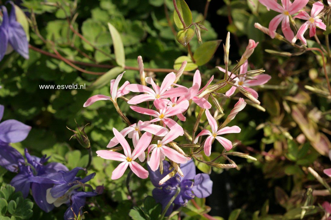 Phlox adsurgens 'Wagon Wheel'