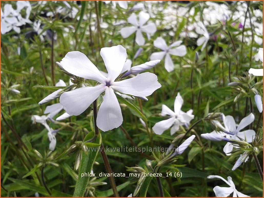 Phlox divaricata 'May Breeze' (C1268)