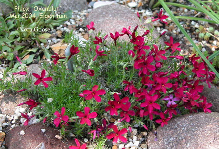 Phlox douglasii 'Ochsenblut'
