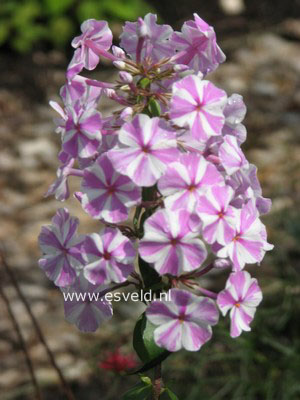 Phlox maculata 'Natascha' (84650)