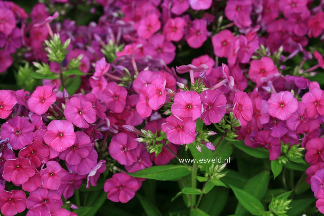 Phlox paniculata 'Barfourteen' (PURPLE FLAME) (34966)