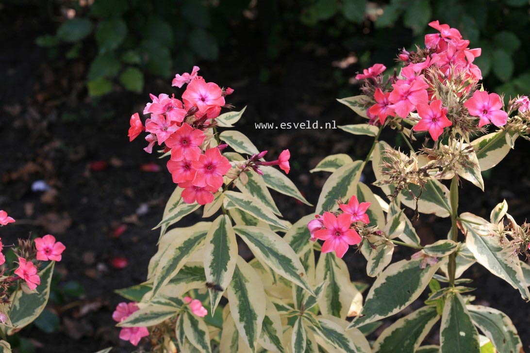 Phlox paniculata 'Becky Towe'