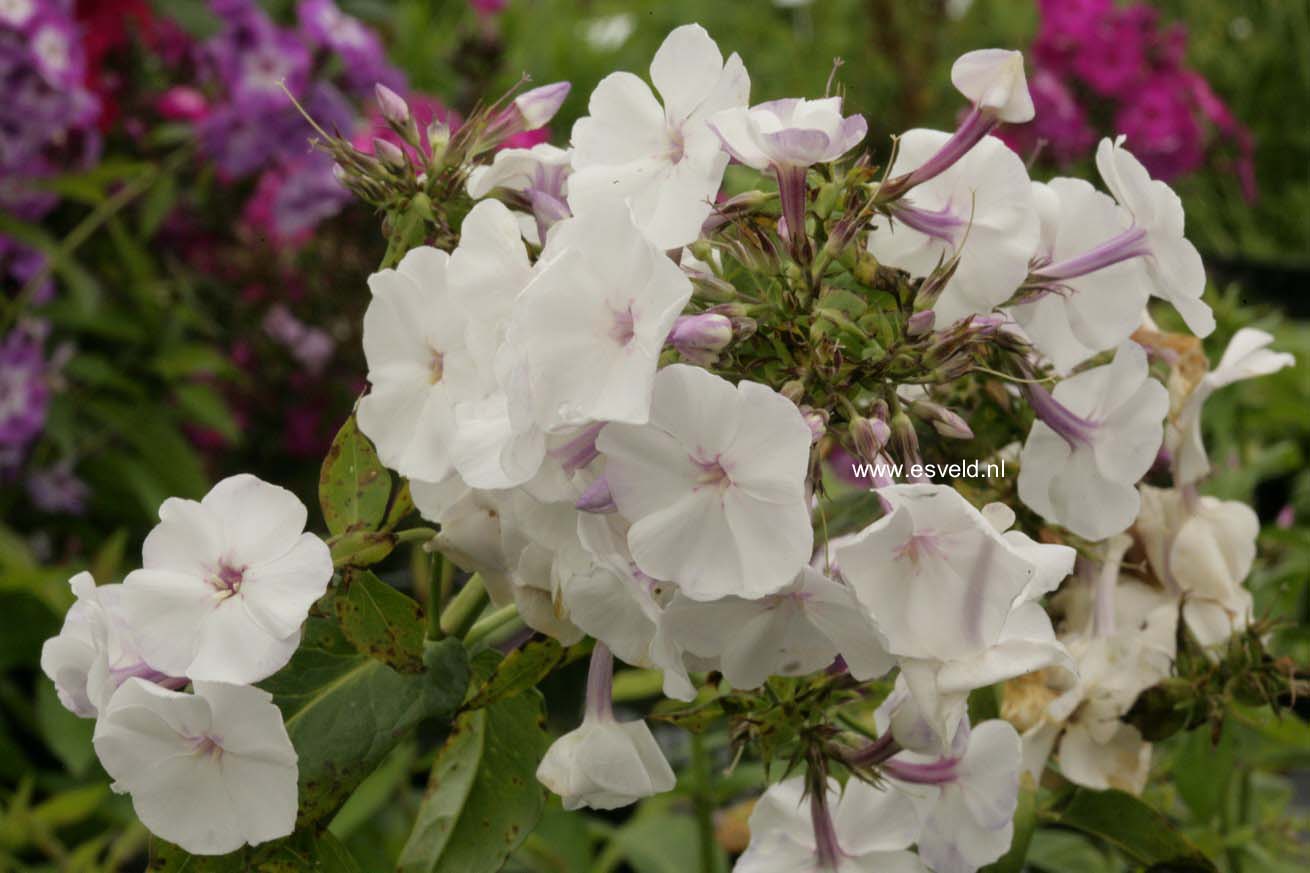 Phlox paniculata 'Blue Ice' (44617)