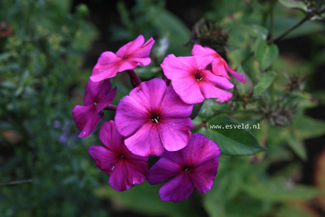 Phlox paniculata 'Border Gem' (35293)