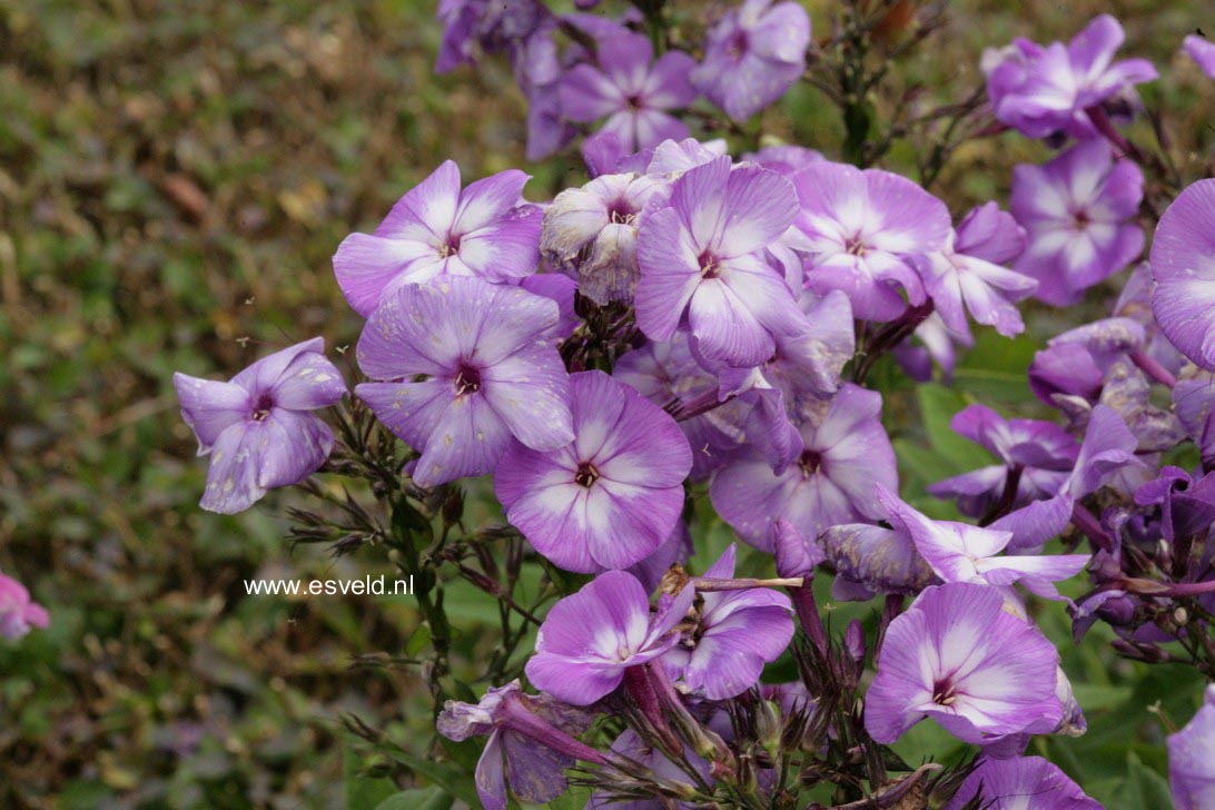 Phlox paniculata 'Laura'