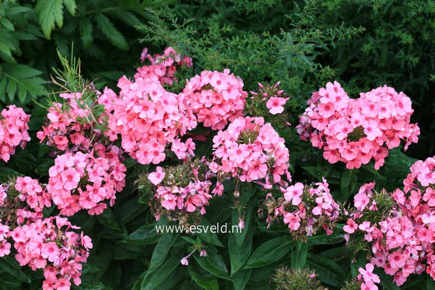 Phlox paniculata 'Light Pink Flame'