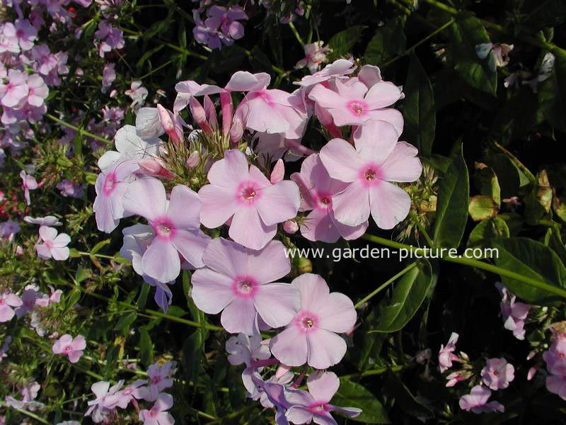 Phlox paniculata 'Rosa Spier'
