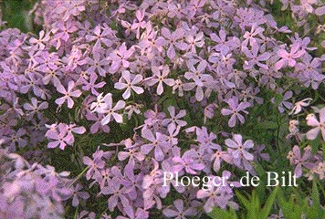 Phlox subulata 'Benita' Phlox subulata 'Benita'