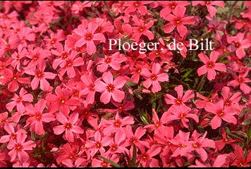 Phlox subulata 'Scarlet Flame'