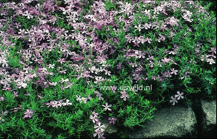 Phlox subulata
